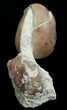 Enrolled Illaenus Oculosus Trilobite - Russia #6454-3